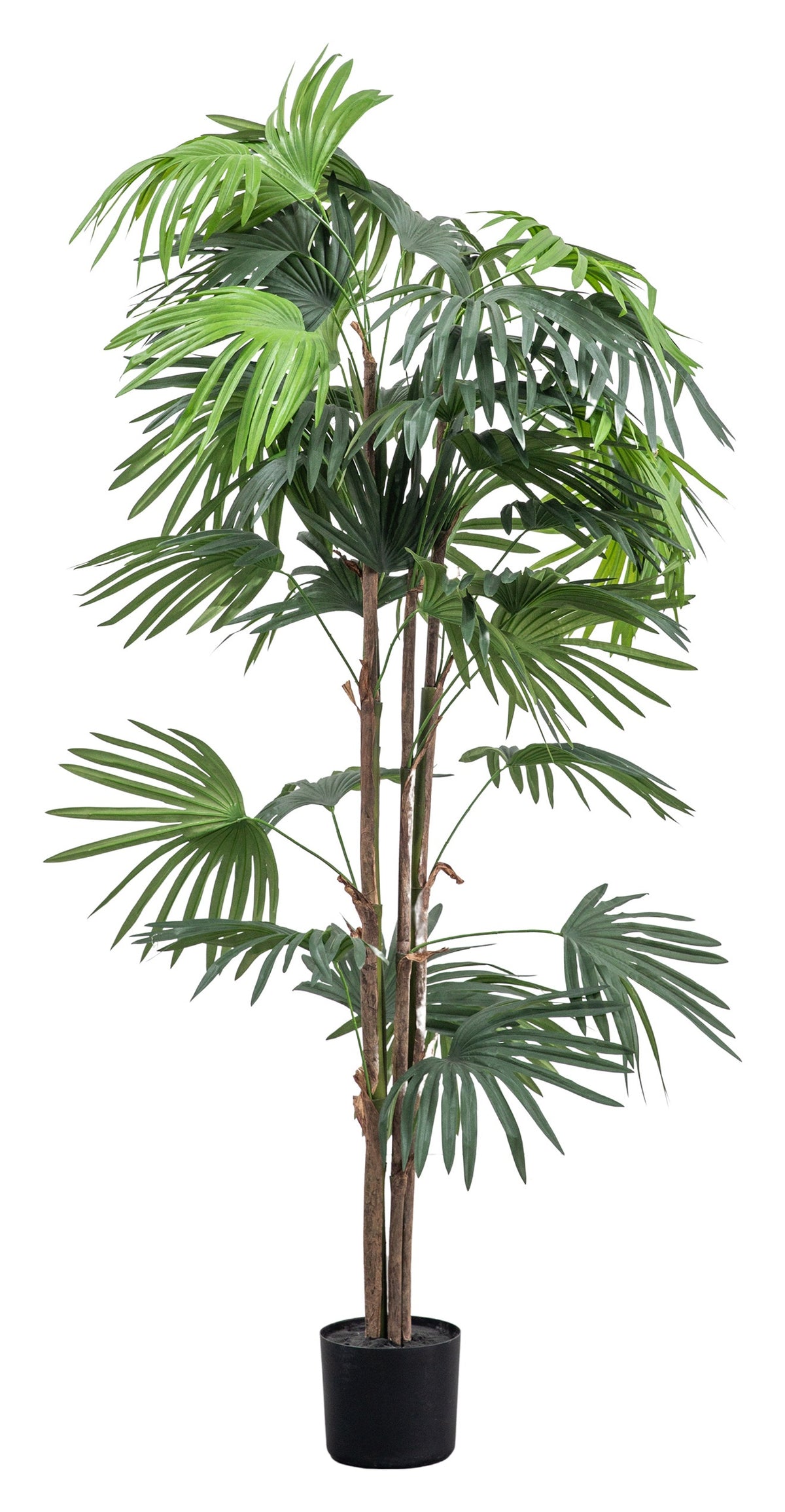Gallery Direct Chinese Fan Palm Green Large, complete product view on a white background