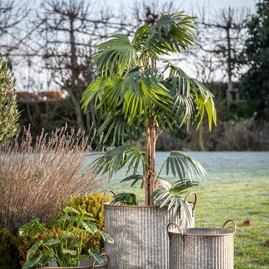 Gallery Direct Chinese Fan Palm Green Large, styled in a supplier lifestyle setting