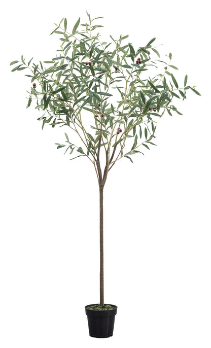 Gallery Direct Olive Tree Small Green, complete product view on a white background