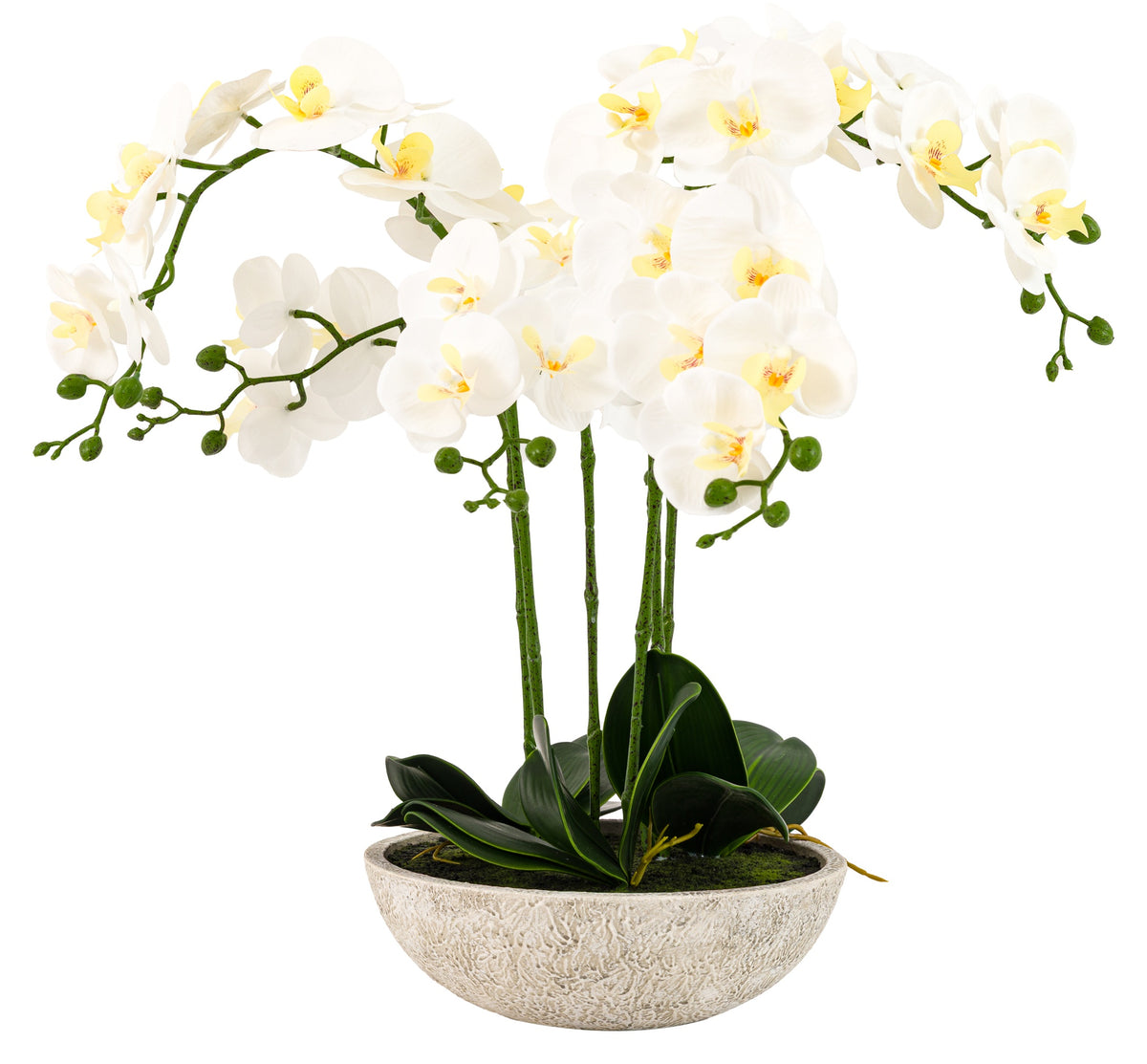 Gallery Direct Oversized Orchid in Cement Pot White, complete product view on a white background