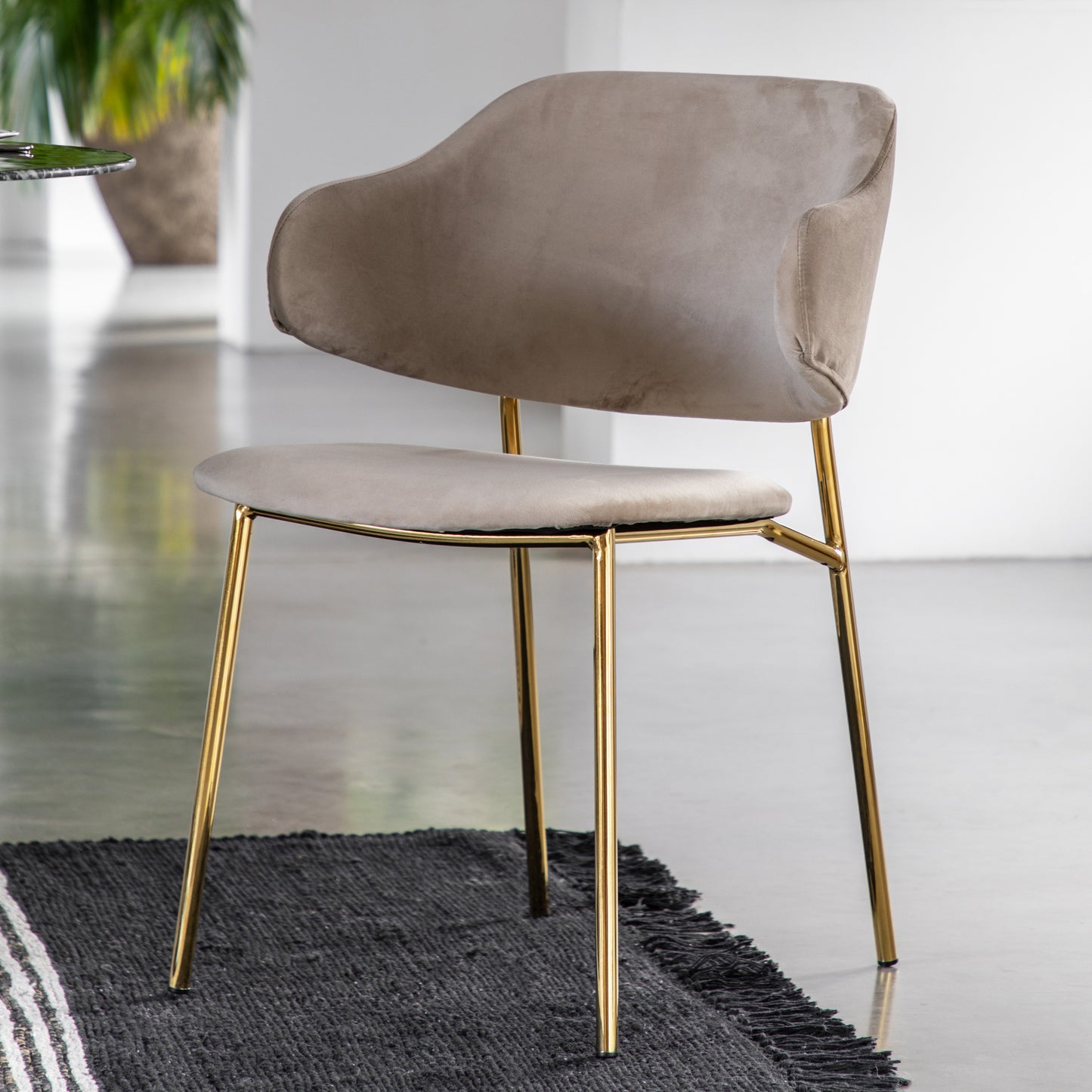 Gallery Direct Pair of Whitehall Dining Chairs Upholstered in a Sumptuous Taupe Velvet with slender golden coloured metal legs