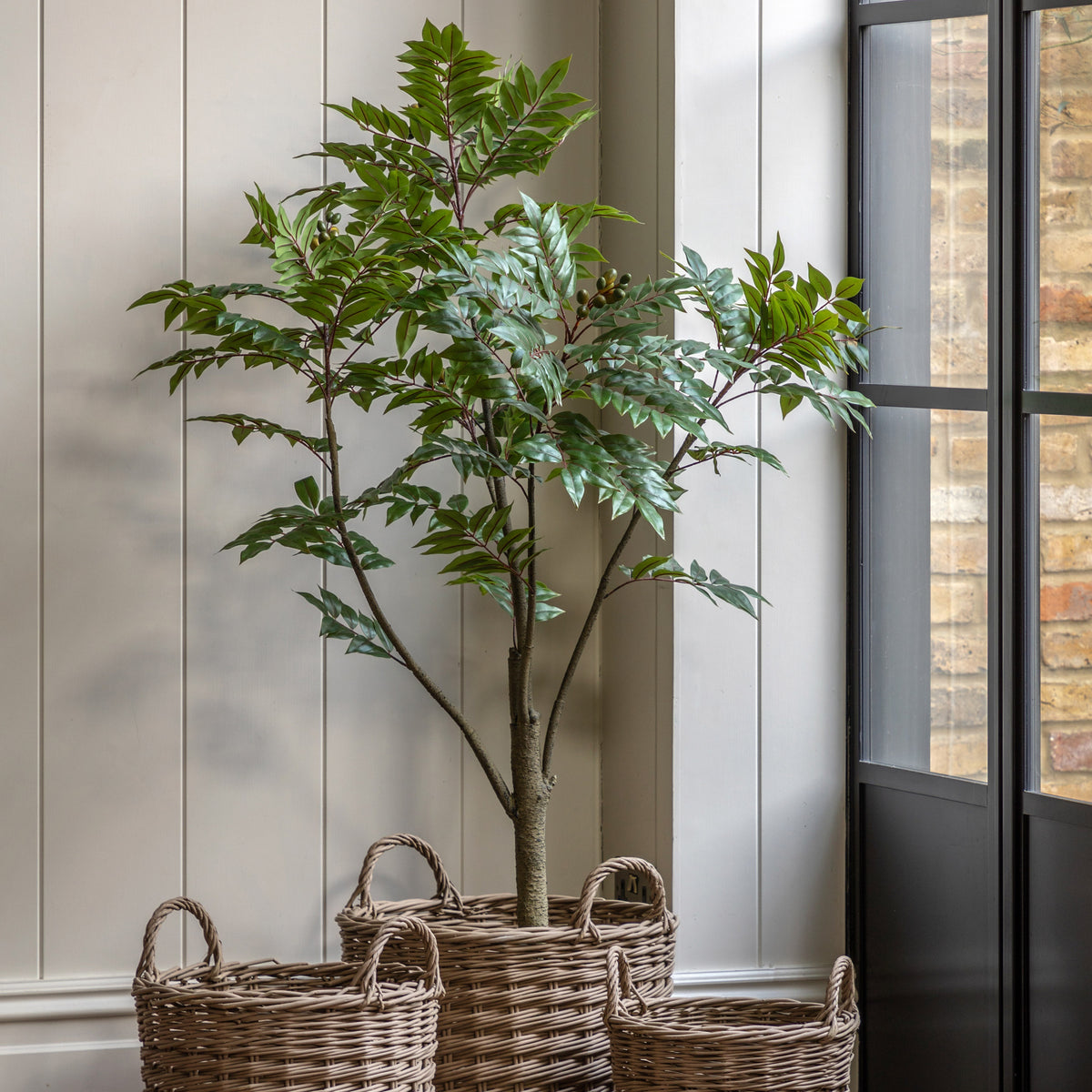 Gallery Direct Potted Chinese White Olive Tree Green Large, styled in a supplier lifestyle setting