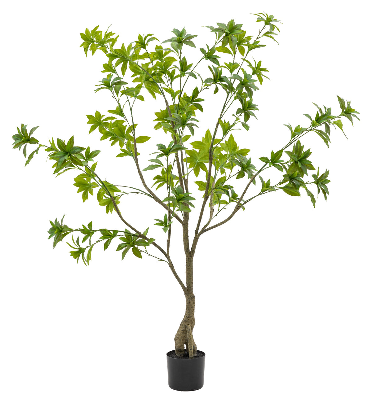 Gallery Direct Potted Pieris Japonica Tree Green, complete product view on a white background