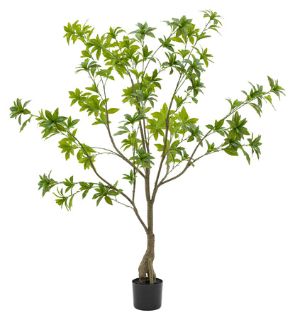 Gallery Direct Potted Pieris Japonica Tree Green, complete product view on a white background