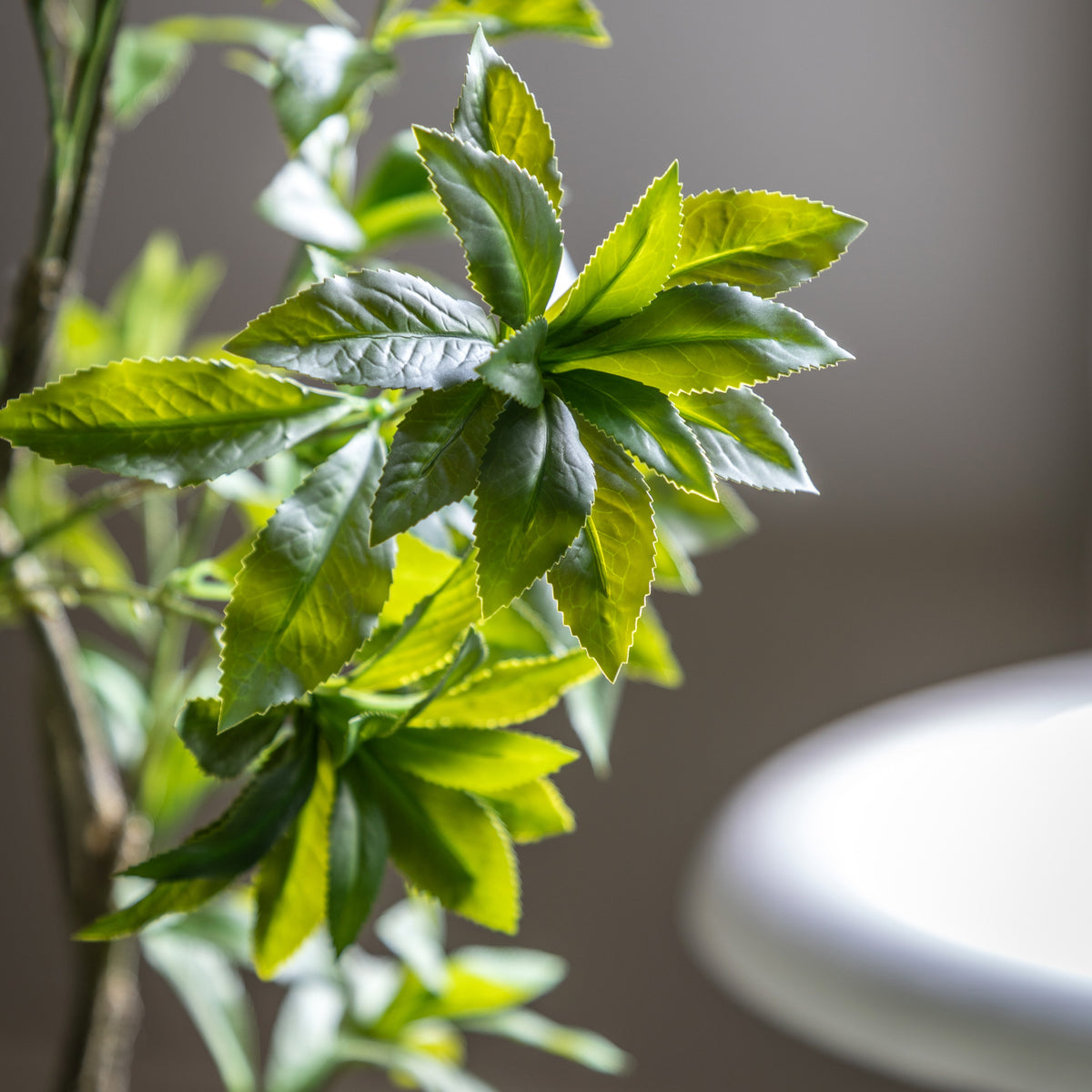 Gallery Direct Potted Pieris Japonica Tree Green, close-up showing its finish and detail