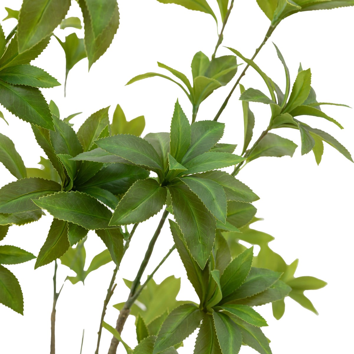 Gallery Direct Potted Pieris Japonica Tree Green, close-up showing its finish and detail