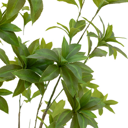 Gallery Direct Potted Pieris Japonica Tree Green, close-up showing its finish and detail