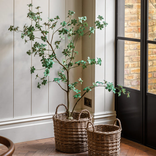 Gallery Direct Potted Rhodoleia Tree Green, styled in a supplier lifestyle setting