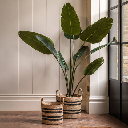 Gallery Direct Potted Travellers Palm Tree Green, styled in a supplier lifestyle setting