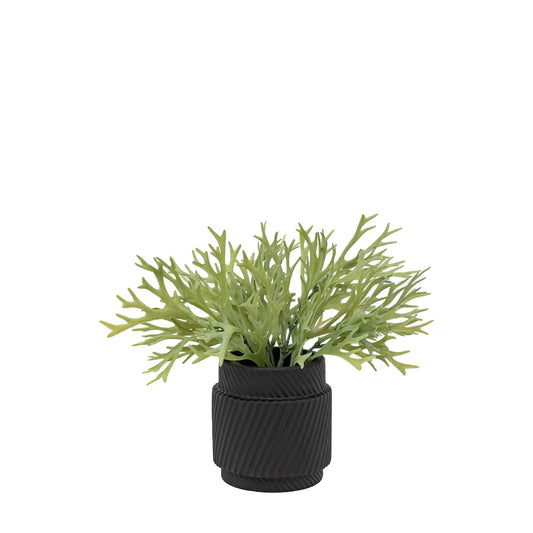 Gallery Direct Faux Playycerium in Ceramic Pot Sage Green - image 1