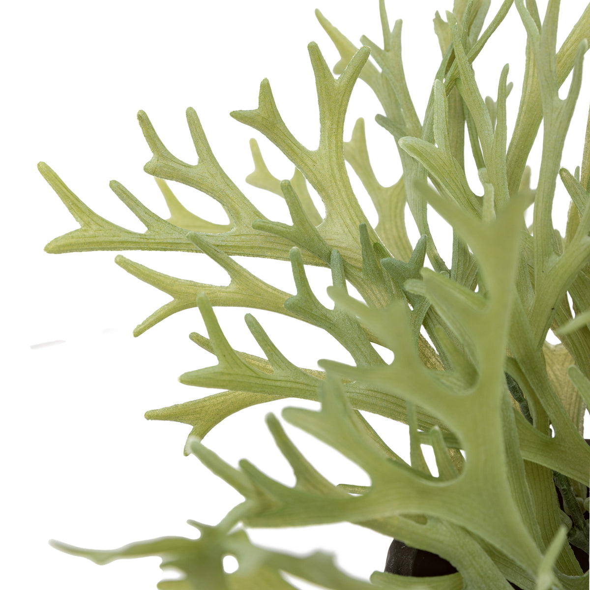 Gallery Direct Faux Playycerium in Ceramic Pot Sage Green - image 2