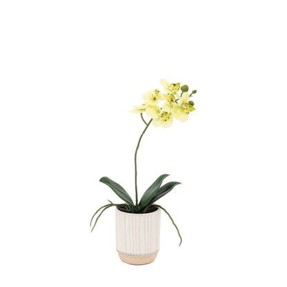 Gallery Direct Orchid Cream in Ribbed White Ceramic Pot - image 2