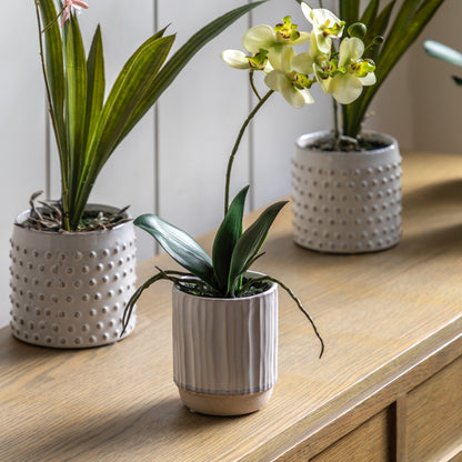 Gallery Direct Orchid Cream in Ribbed White Ceramic Pot - image 1