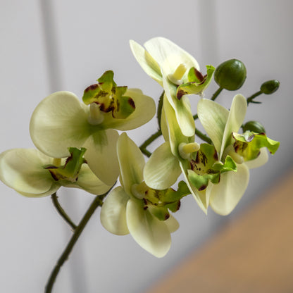 Gallery Direct Orchid Cream in Ribbed White Ceramic Pot - image 3