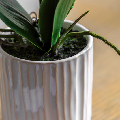 Gallery Direct Orchid Cream in Ribbed White Ceramic Pot - image 4