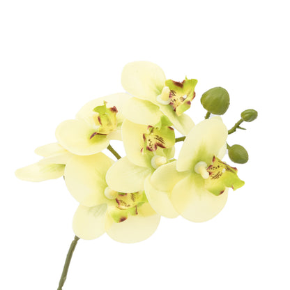 Gallery Direct Orchid Cream in Ribbed White Ceramic Pot - image 5