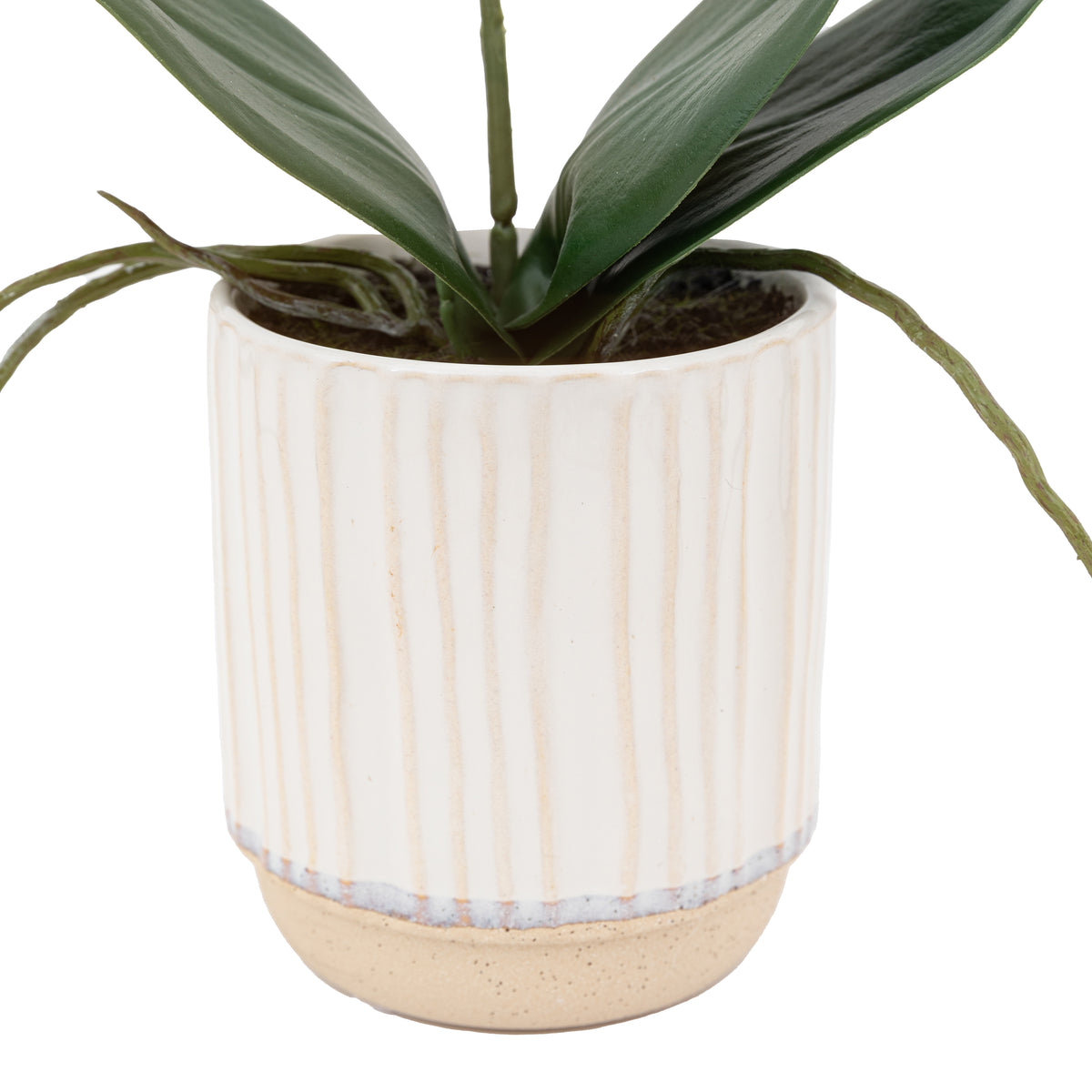 Gallery Direct Orchid Cream in Ribbed White Ceramic Pot - image 6