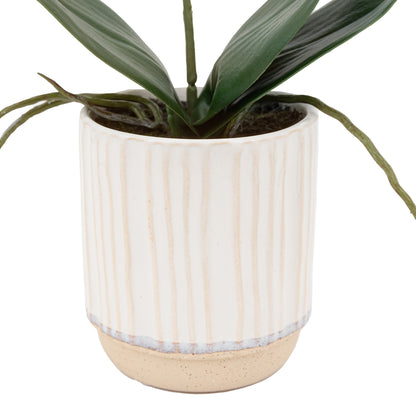 Gallery Direct Orchid Cream in Ribbed White Ceramic Pot - image 6