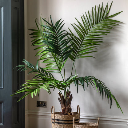 Gallery Direct Potted King Kentia Palm Tree - image 1