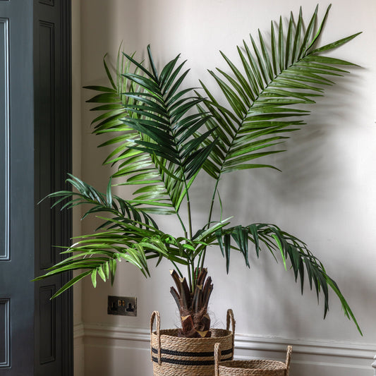 Gallery Direct Potted King Kentia Palm Tree - image 1