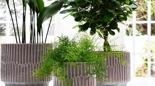 | Shackletons Plants and Sundries
