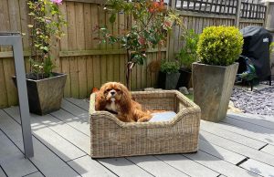 Perfect Pet Beds Basket in Sandstone with Natural Cushion | Shackletons