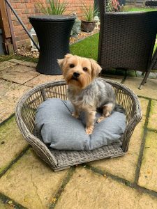 Perfect Pet Beds Harp in Charcoal with Grey Cushion | Shackletons