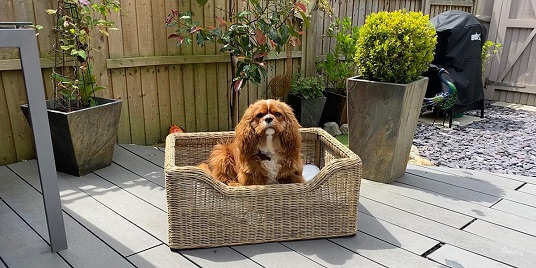Pet Products