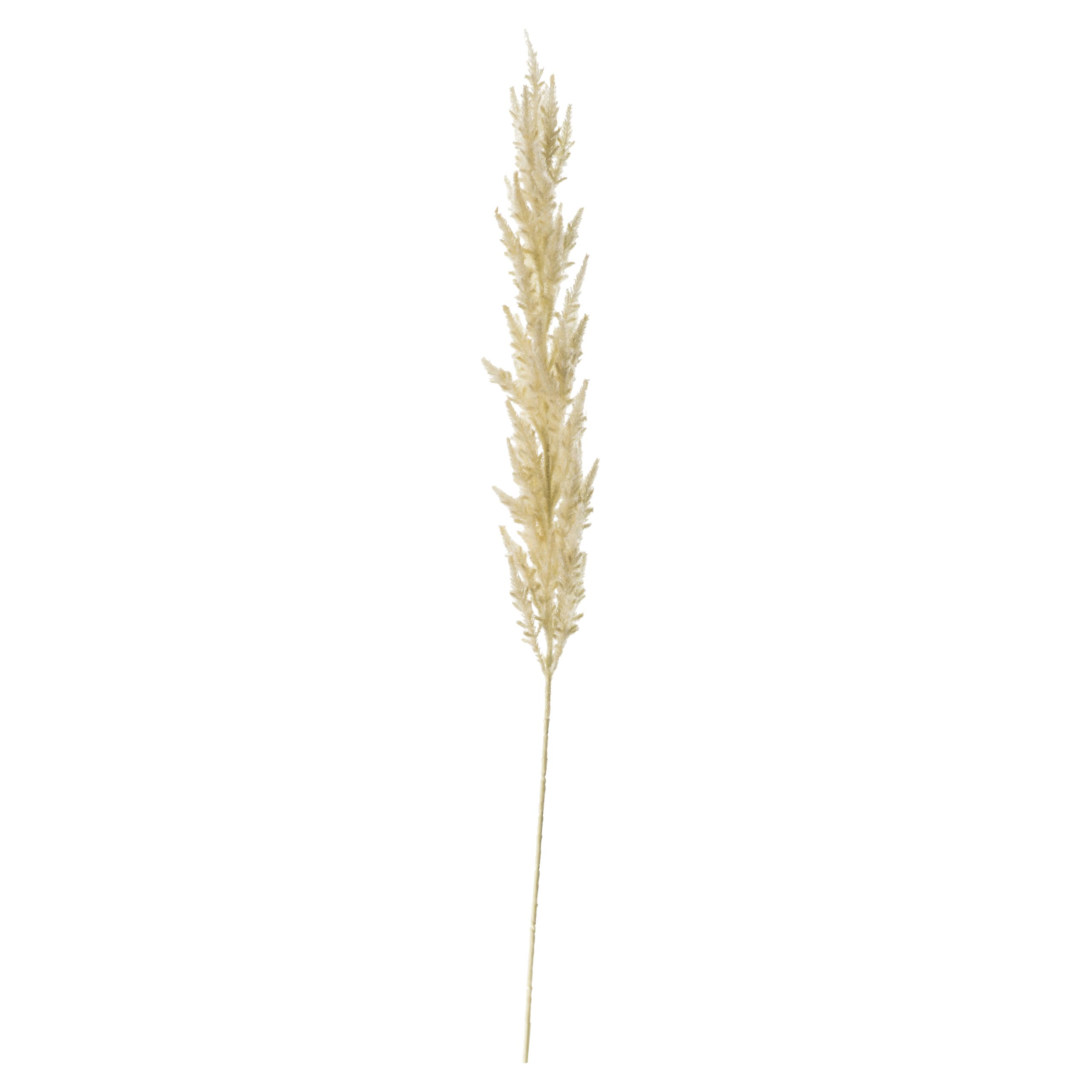 Gallery Direct Pampas Grass Pack of 3 Ivory | Shackletons
