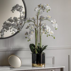 Gallery Direct Orchid White wBlack Gold Pot | Shackletons