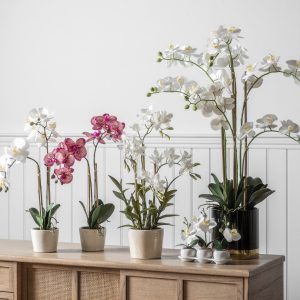 Gallery Direct Orchid White wBlack Gold Pot | Shackletons