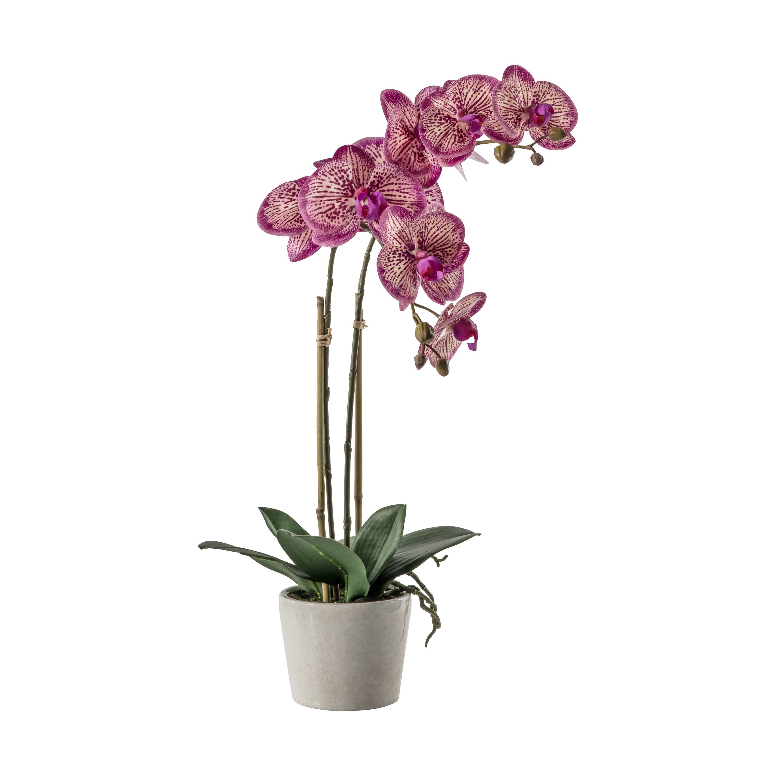 Gallery Direct Orchid Pink w/Ceramic Pot