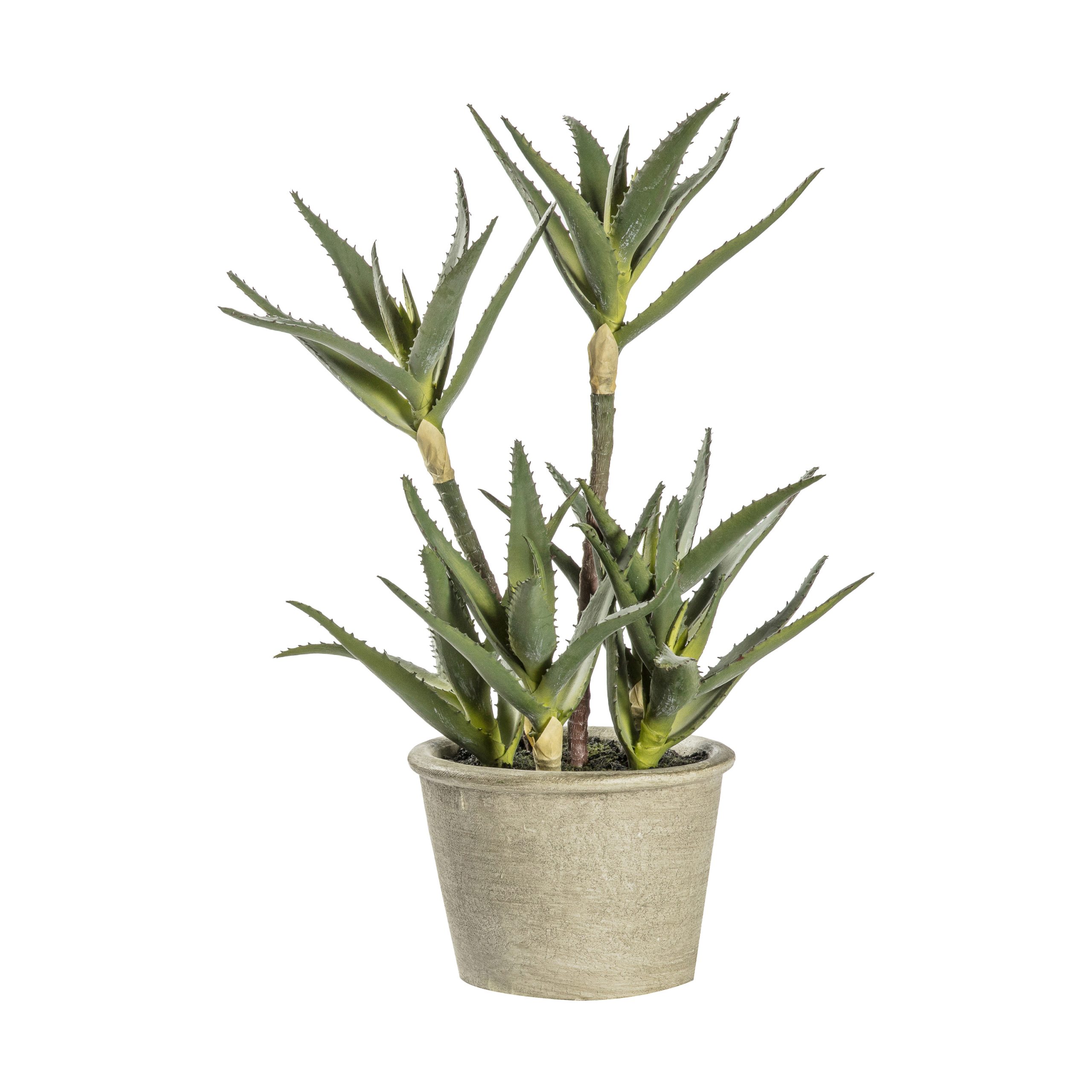 Gallery Direct Potted Aloe