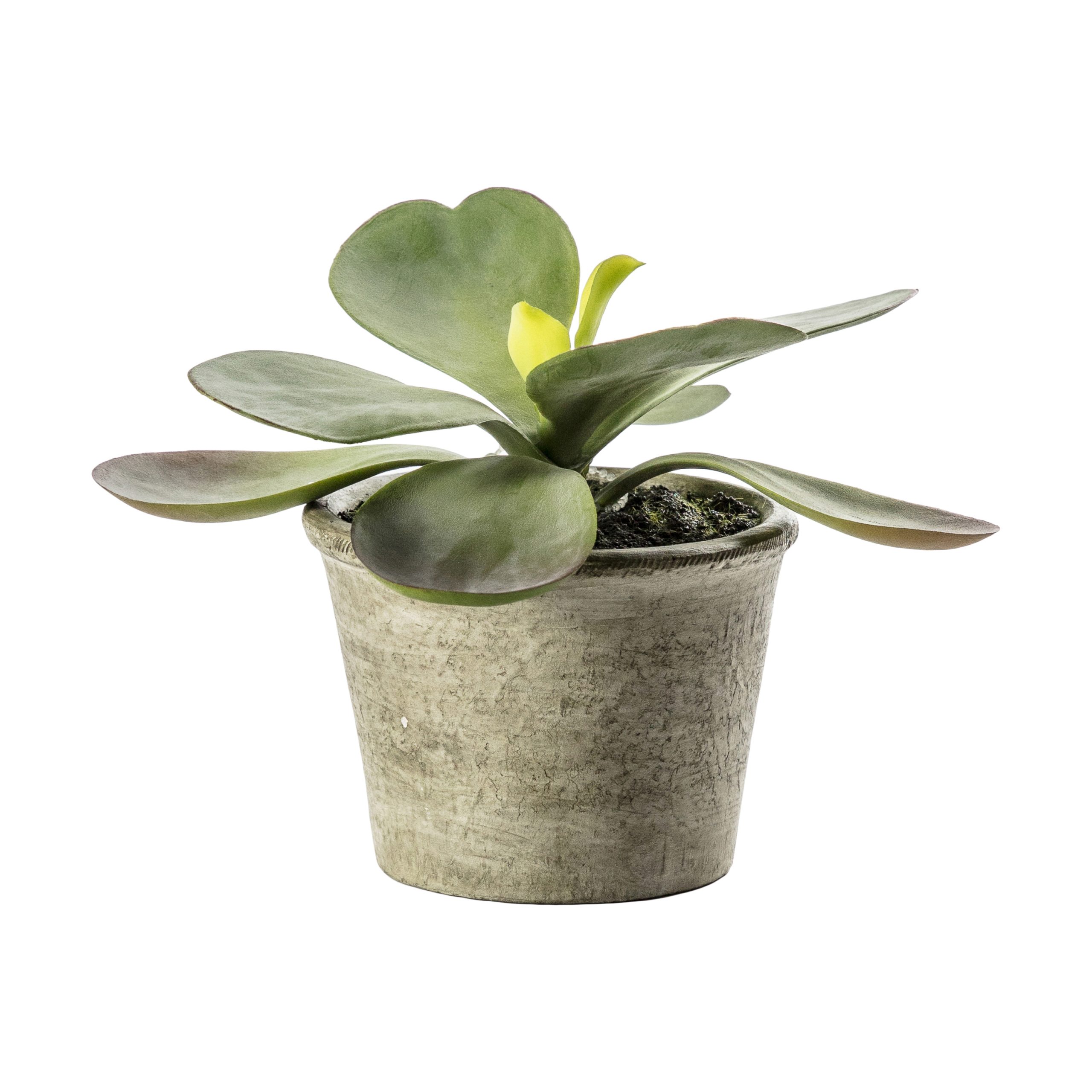 Gallery Direct Kalanchoe Pale Green