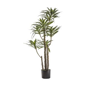 Gallery Direct Yucca Tree w6 Heads | Shackletons