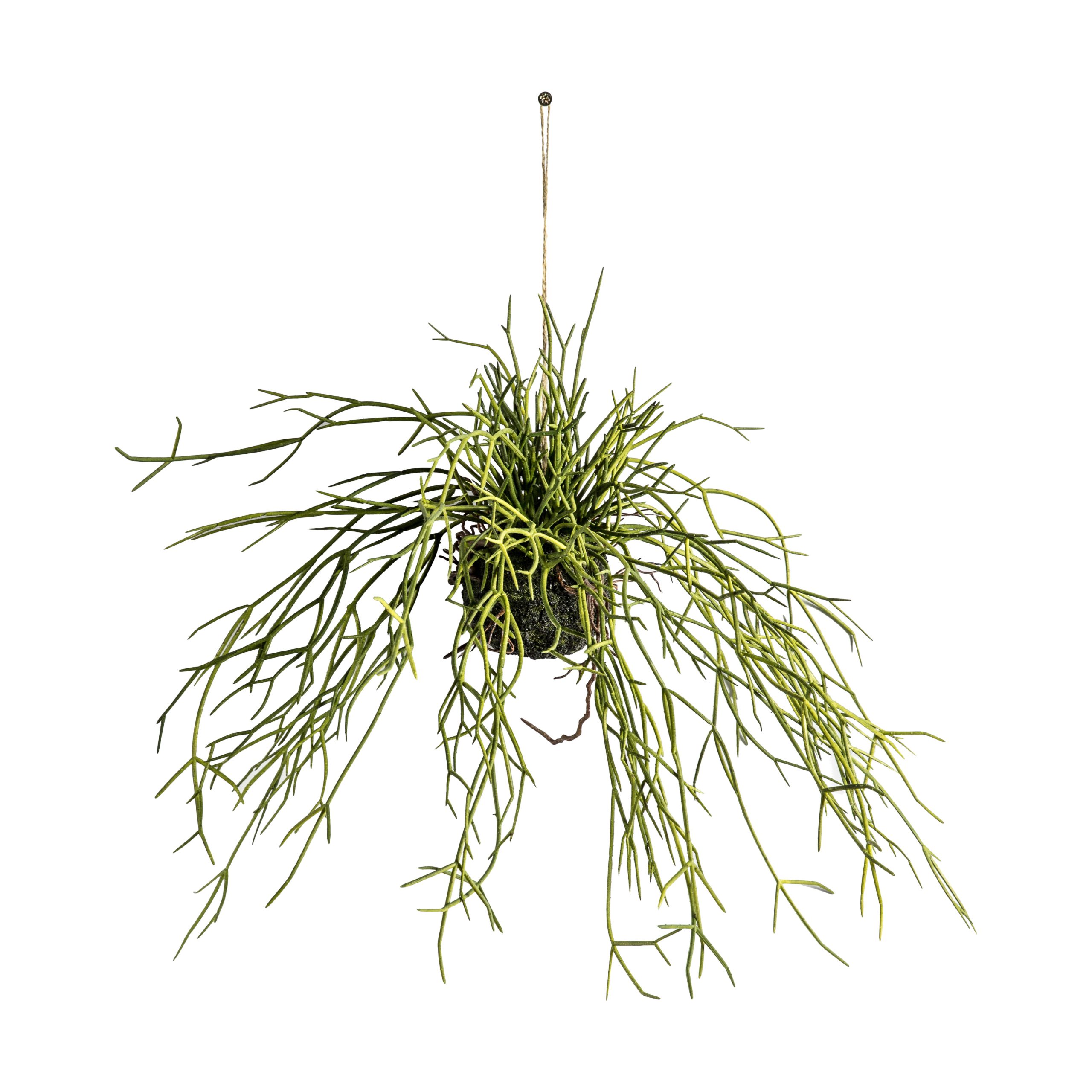Gallery Direct Hanging Rhipsalis w/Soil Small