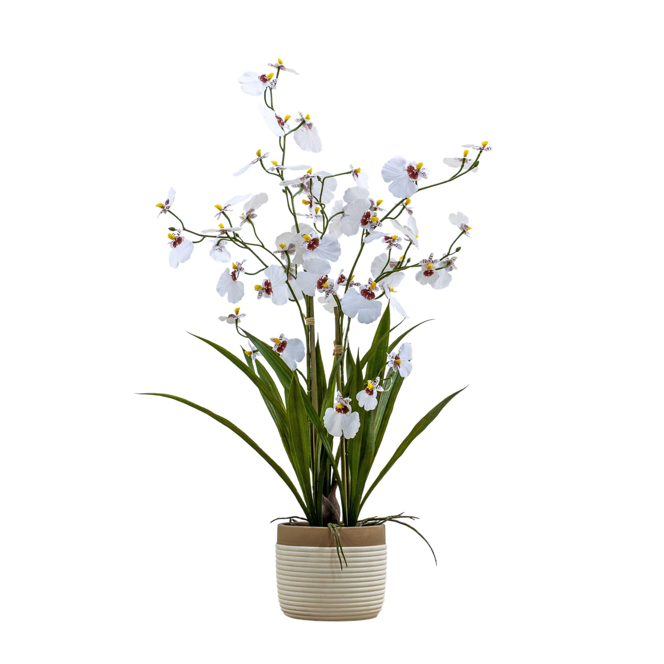 Gallery Direct Potted Oncidium Orchid (real touch) White