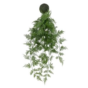 Gallery Direct Trailing Wood Fern in Soil Green | Shackletons
