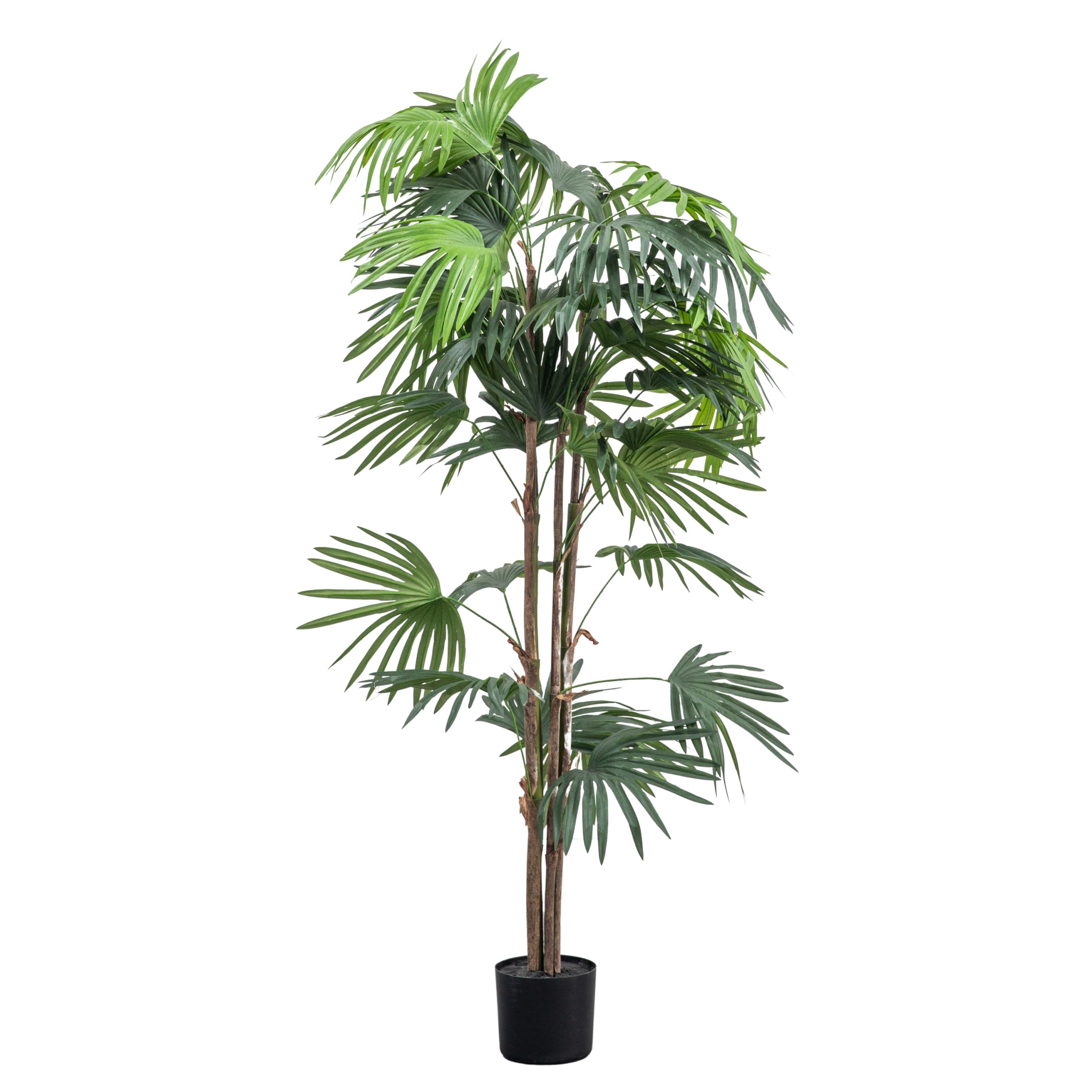 Gallery Direct Chinese Fan Palm