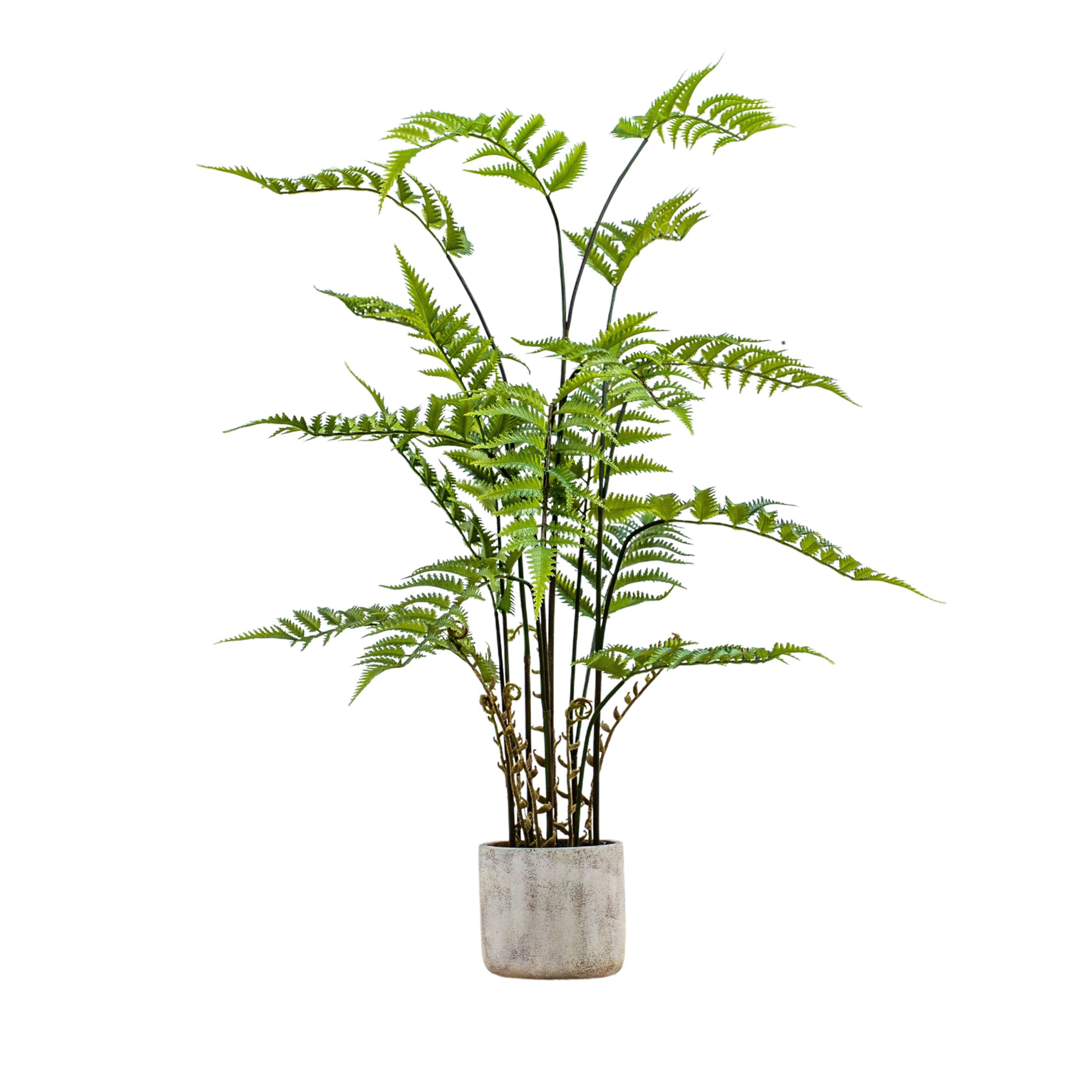 Gallery Direct Potted Fern in Cement Pot | Shackletons