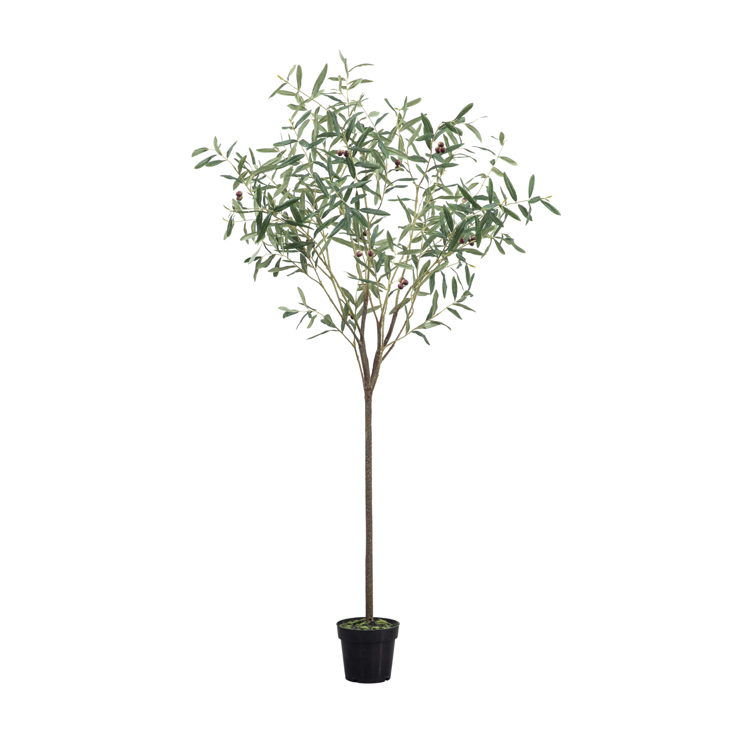 Gallery Direct Olive Tree Small Green