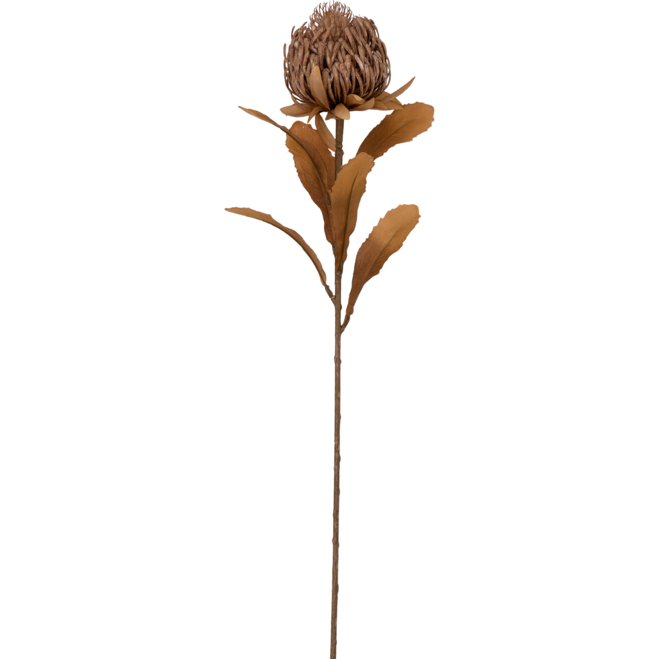 Gallery Direct Dry Look Protea Stem Brown (Pack of 3)