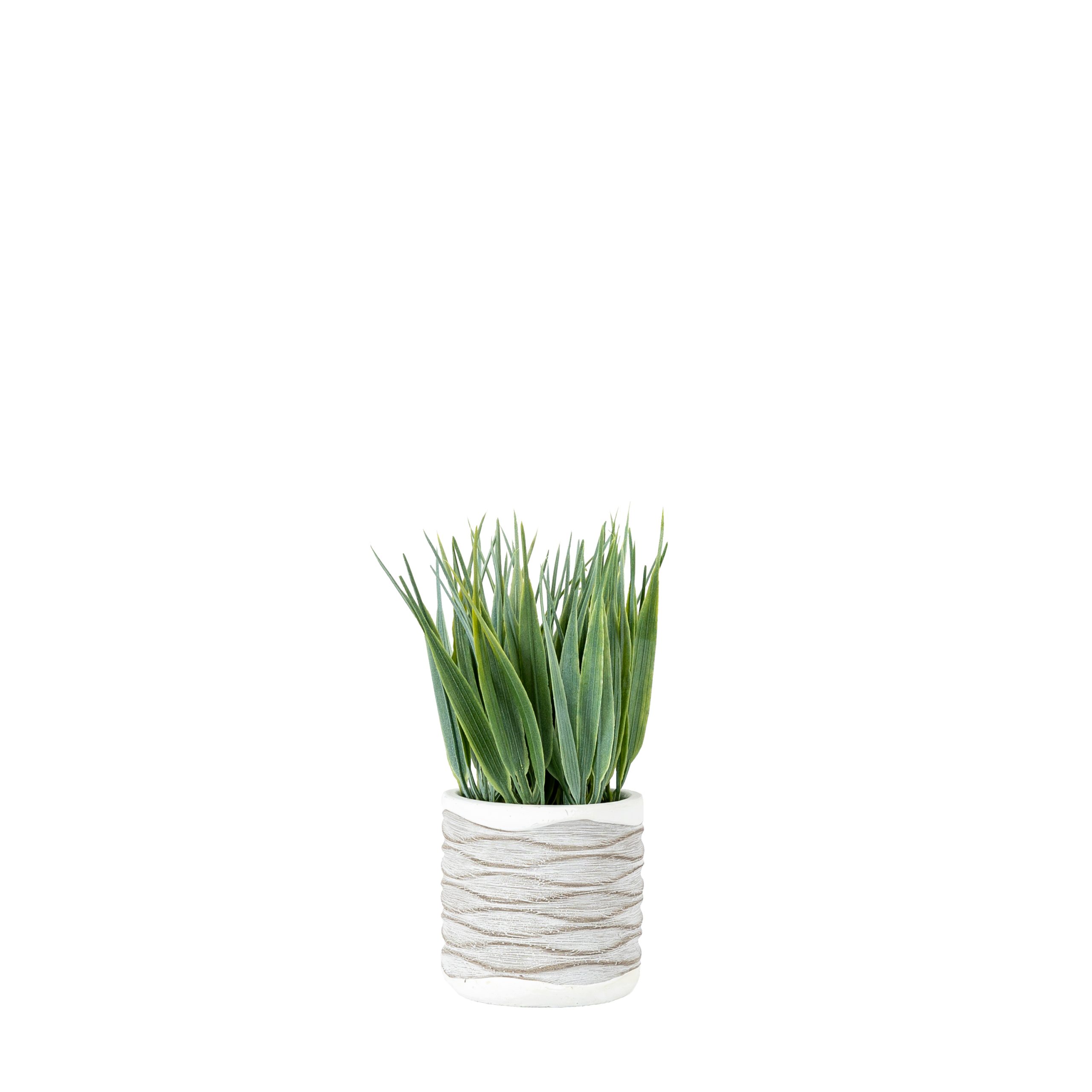 Gallery Direct Grass in Wavy Pot Small (Pack of 2)