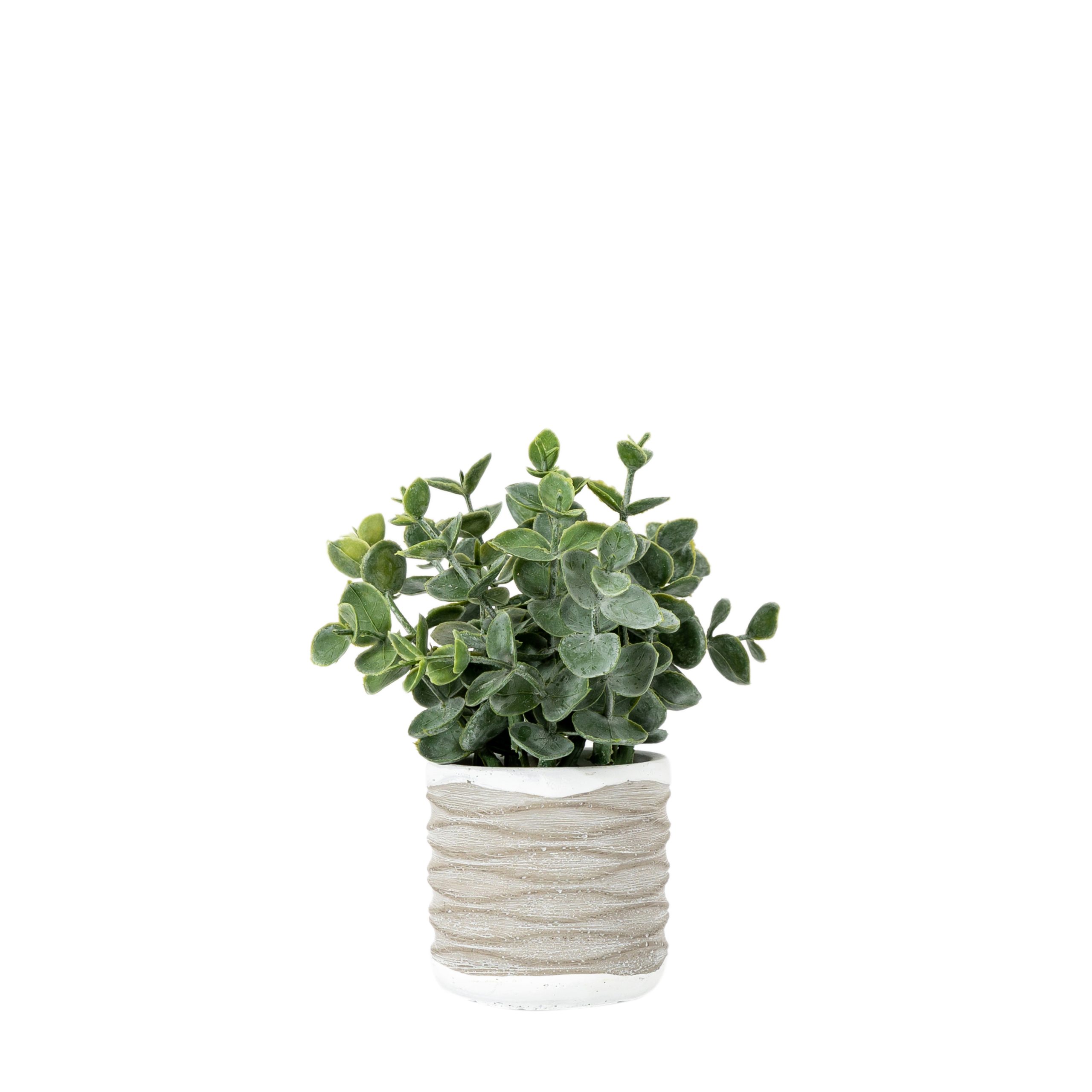 Gallery Direct Eucalyptus in Wavy Pot Small (Pack of 2)