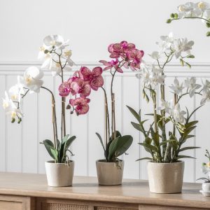 Gallery Direct Orchid Pink wCeramic Pot | Shackletons