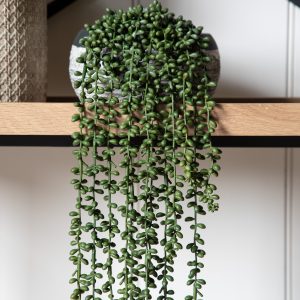 Gallery Direct String of Pearls in Soil | Shackletons