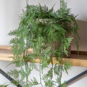 Gallery Direct Trailing Wood Fern in Soil Green | Shackletons