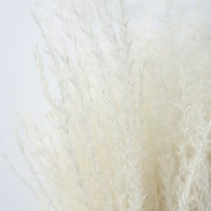 Gallery Direct Dried Reed Grass Bundle Paper Wrap White | Shackletons