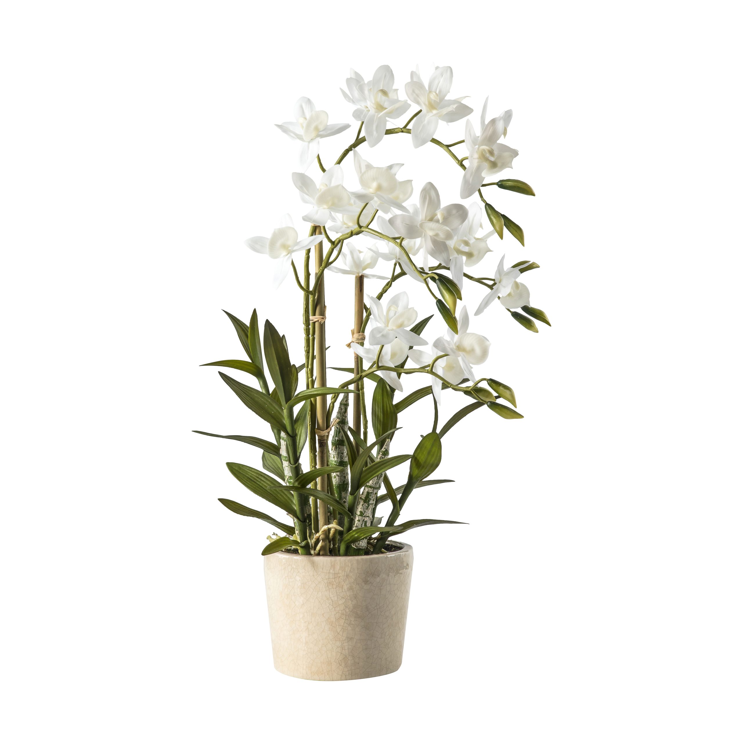 Gallery Direct Orchid Cycnoches | Shackletons