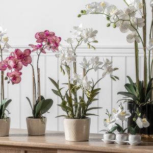 Gallery Direct Orchid Cycnoches | Shackletons